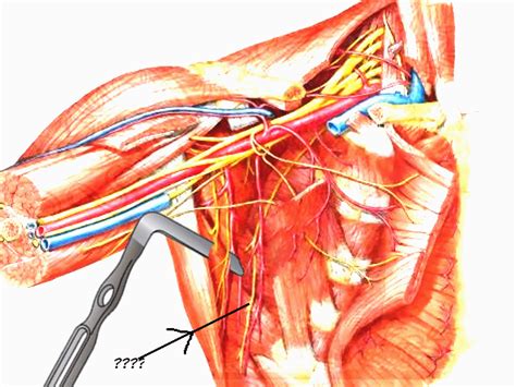 Anatomy Thorax Long Thoracic Nerve Article Statpearls