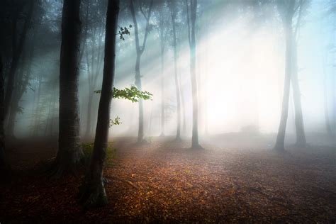 sunlight, Mist, Nature, Forest Wallpapers HD / Desktop and Mobile Backgrounds