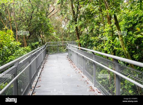The Forest Walkway An Elevated Walkway In Kent Ridge Park As Part Of