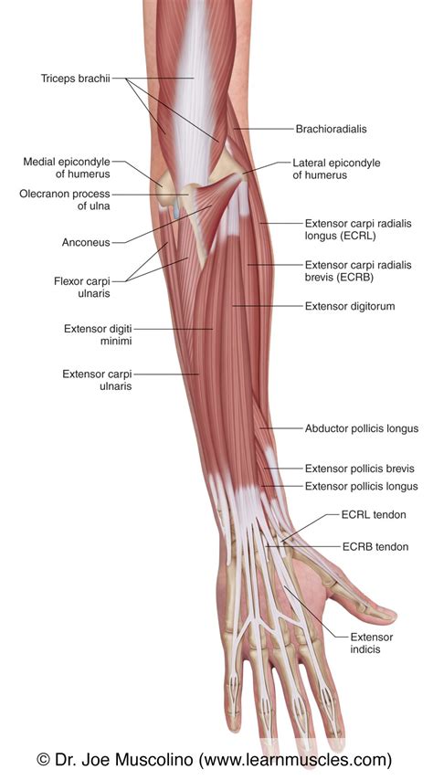 Muscles Of The Posterior Forearm Superficial View Learn Muscles