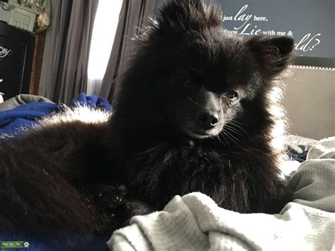 Stud Dog - Purebred Pomeranian looking to have pups - Breed Your Dog