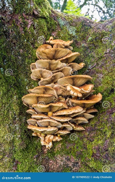 Fungi Growing On Tree Bark Stock Photo Image Of Flora 107909522