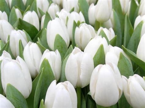 Warna putih dari bunga lily of the valley melambangkan kemurnian dan kebahagiaan, bunga lily of the valley memiliki wangi harum yang lembut dan khas. Wallpaper Bunga Bunga Tulip Putih - WallpaperShit