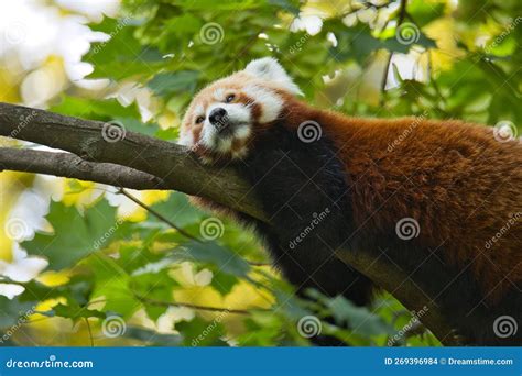 Cute Red Panda Lying On A Tree Branch Stock Photo Image Of Lying