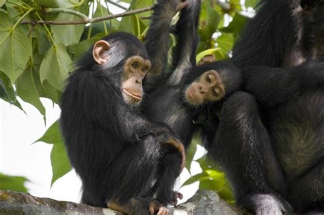 Genetics And Brain Regions Linked To Sex Differences In Anxiety Related Behavior In Chimpanzees