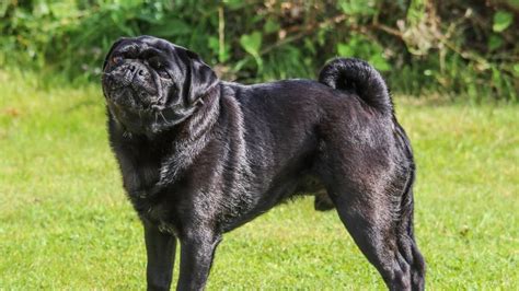 Black Pug Full Grown Its Life Stages And Characteristics Pug Friend