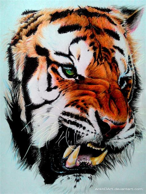 Realistic Drawings Tigers Little Tiger Drawing By Calvin Carter