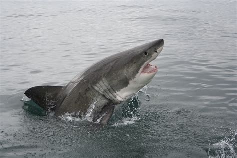 Climate Crisis Great White Sharks Expand Northern Range By Miles