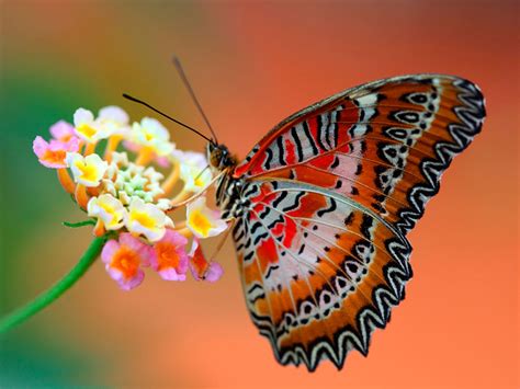 🔥 50 Beautiful Butterfly Wallpapers For Desktop Wallpapersafari