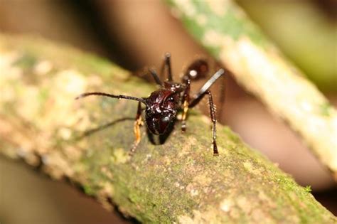 Bullet Ant Facts Anatomy Diet Habitat Behavior