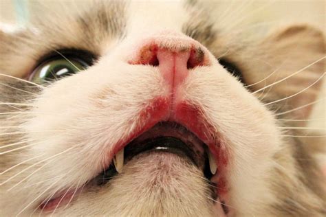 Rodent Ulcers In Cats Causes Treatment And Prognosis