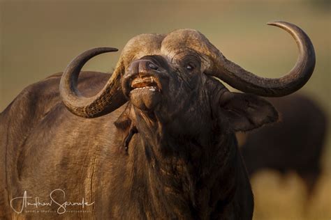 5 Interesting Facts The African Buffalo In 2020 African Buffalo