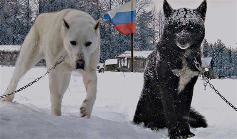 Large Russian Dog Breedssave Up To 15