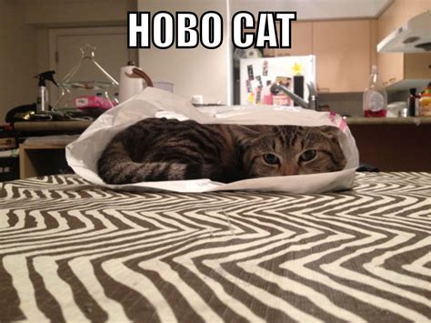 Cat Meme Hobo Cat Cat Memes Animal Memes Funny Cat Memes