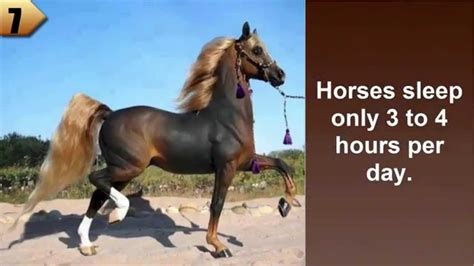 10 Amazing Facts About Horses Full Hd Youtube