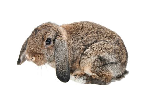 Sad Rabbit Stock Photos Pictures And Royalty Free Images Istock