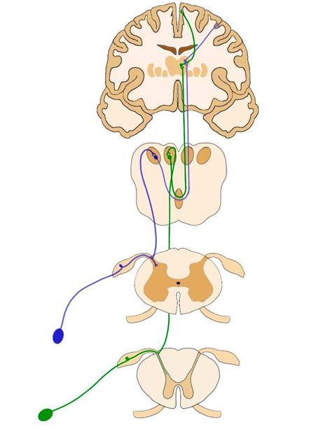 Assessment | biopsychology | comparative | cognitive | developmental | language | individual differences | personality | philosophy | social | methods | statistics | clinical | educational | industrial | professional items | world psychology |. Dorsal columns-medial lemniscus - definition ...