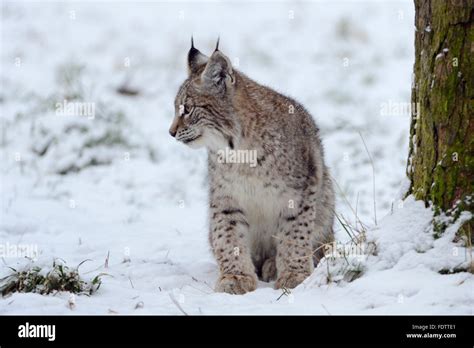 Young Eurasian Lynx Eurasischer Luchs Lynx Lynx Sits Next To A