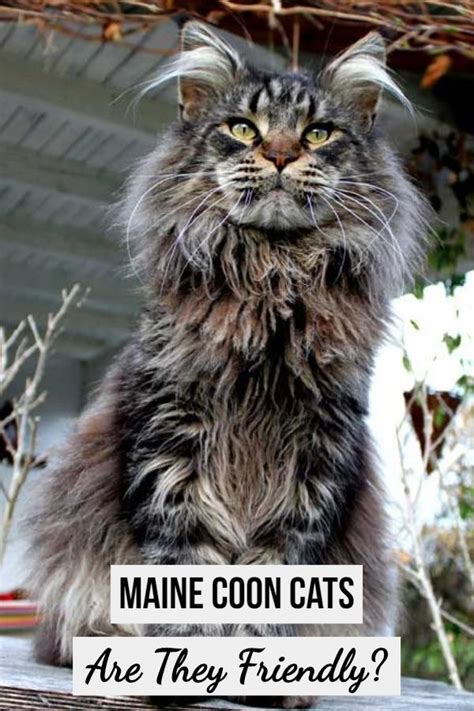 Are Maine Coon Cats Friendly Temperament And Characteristics