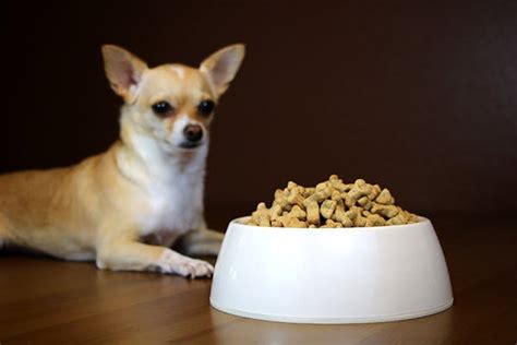 Food Allergies In Dogs Symptoms Causes Diagnosis Treatment