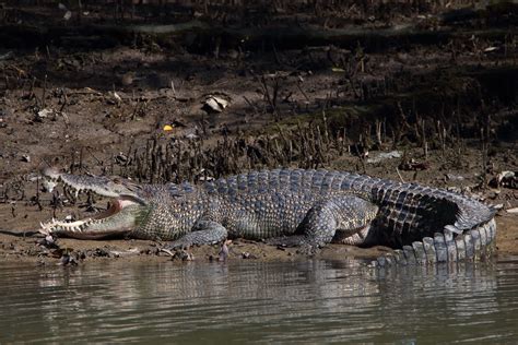 Crocodylus Porosus • Reptile Sheet