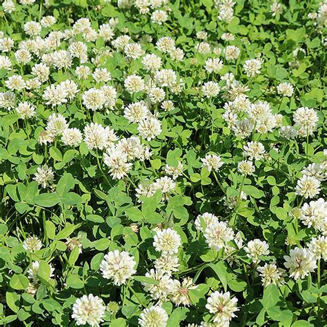 White Clover Seeds My Seeds