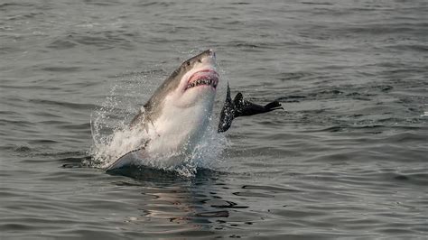 Shark Vs Seal Great White Shark Clashes With Seal In Dramatic Attack