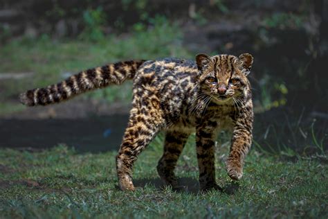 Leopardus Tigrinus El Tigrillo O Leopardo Tigre Es Una Es Flickr