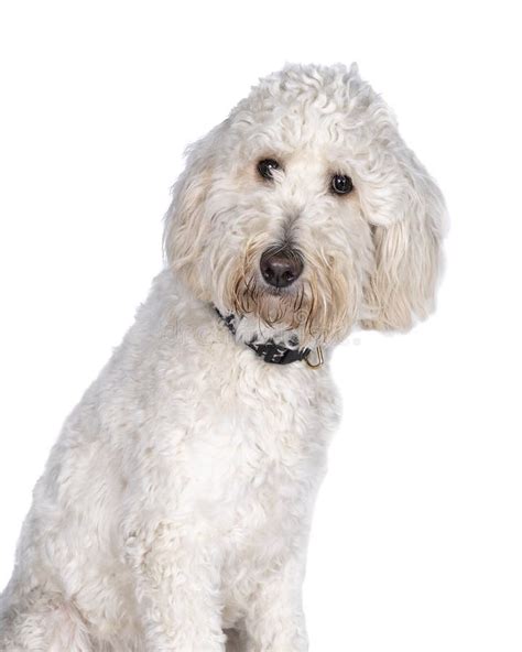 Adult Labradoodle Sitting Looking At The Camera Isolated On A White