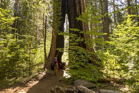 Calaveras big trees state park in arnold is rated 10.0 of 10 at campground reviews. Camping with Giant Sequoias at Calaveras Big Trees State ...