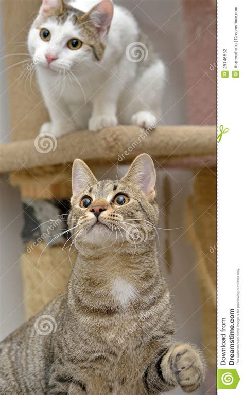Two Adorable Cats Playing Stock Photo Image Of Kitty