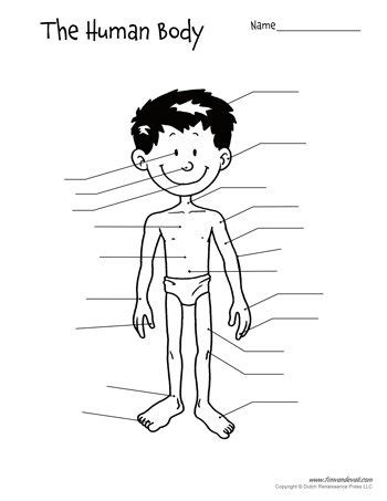 They twitch so slightly you don't even feel it. Human Body Diagram - Unlabeled - Tim's Printables
