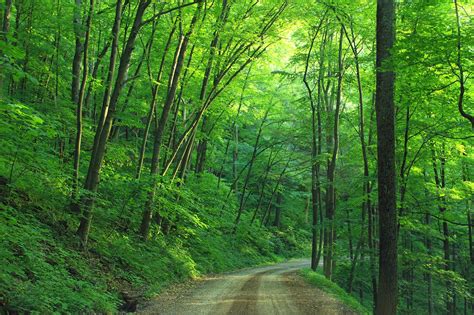 Loyalsock State Forest Pennsylvania Usa By Skeeze