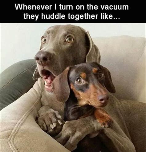 24 Funny Dog Memes Thatll Capture Your Heart