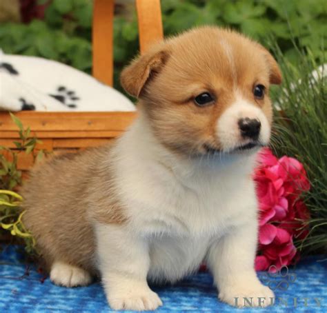 They can be excellent pets and easily become an affectionate member of the family. Pembroke Welsh Corgi Puppies For Sale | Tecate, CA #205192