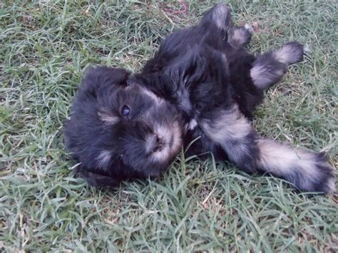 Use the search tool below and browse adoptable miniature. Copper Star Ranch: AZ Miniature Schnauzer Puppies for sale at Copper Star Ranch!!