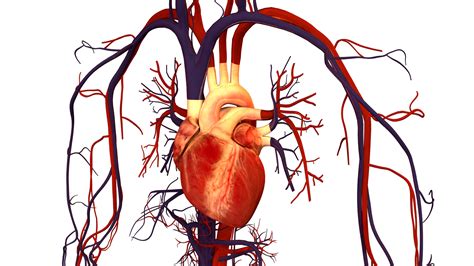 Filehuman Heart And Circulatory Systempng