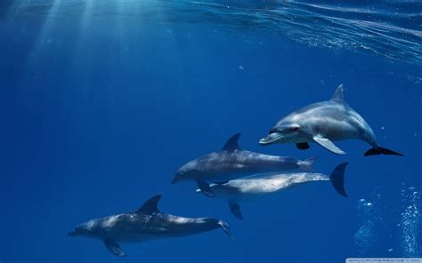 Online Crop Four Gray Dolphins Dolphin Mammals Sea Animals Hd