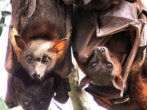 Flying Foxes Wallpapers Wallpaper Cave