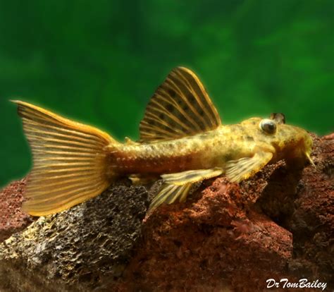 Premium Wild Rare Spiny Monster Plecostomus Catfish L096