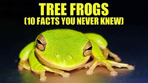 Tree Frog 🐸 10 Facts You Never Knew Youtube