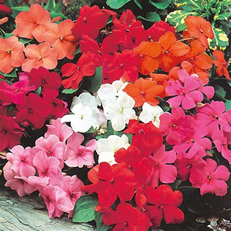 Flowers 25 Seeds Busy Lizzy Impatiens Xtreme White Garden And Outdoors