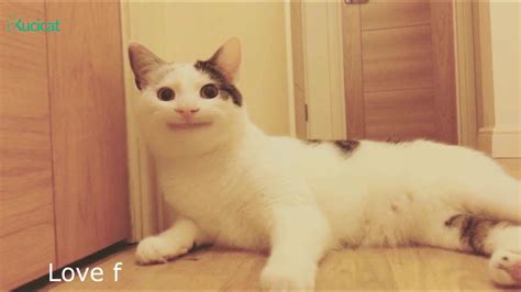 Ollie The Polite Cat Meme