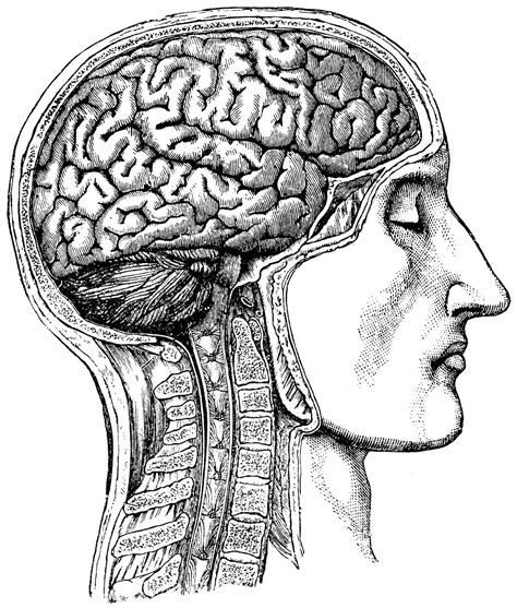 Human Brain Anatomical Medical Skull Anatomy 54 Human Figure Drawing