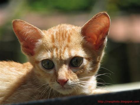 Favorite this post may 15 looking for free kittens. Orange Kitten | 12x zoom photo of an orange kitten ...