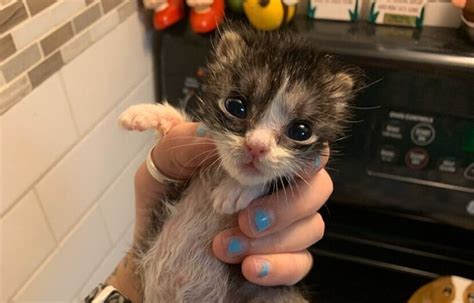 urine scald — kitten lady