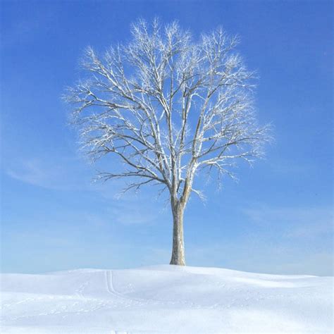 Tree 3d Model Snow Covered Tree Cgtrader