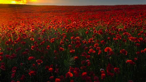 Download Wallpaper Field The Sky Sunset Flowers Maki Meadow Red