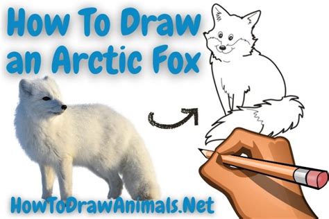 How To Draw An Arctic Fox Fun And Easy Drawing Tutorial