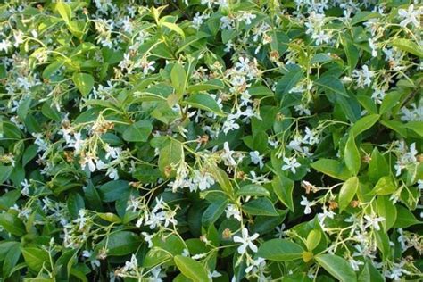 Star Jasmine Ground Cover Plant Photo Of Trachelospermum Jasminoides